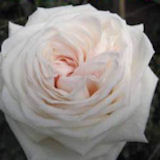 Garden Rose O'Hara White 72 Roses
